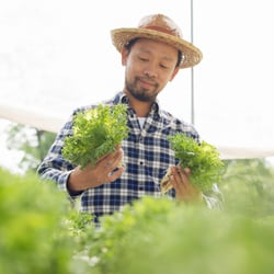 It’s Easy & Absorbable – Man choosing organic lettuce at an outdoor farmers market
